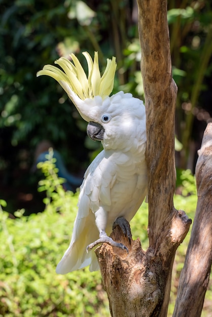 Pappagallo bianco su un ramo di albero