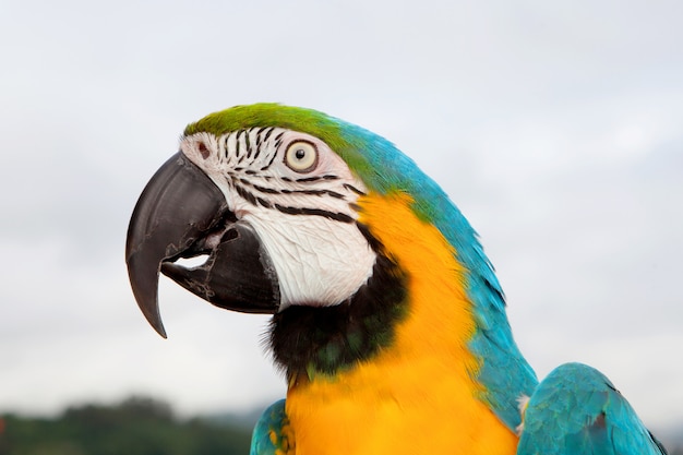 Pappagallo blu e giallo