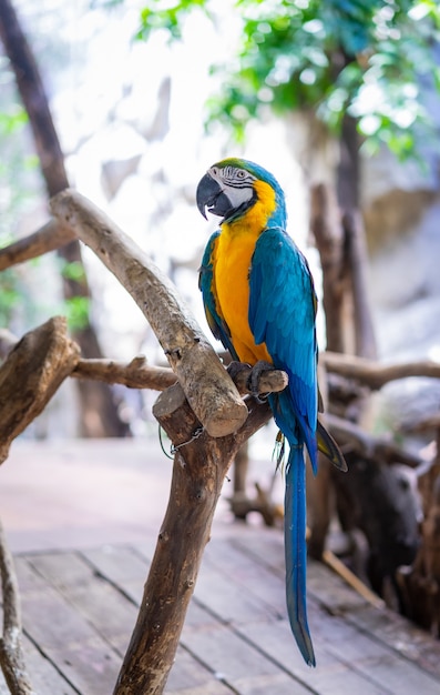 Pappagallo blu-giallo dell&#39;ara nello zoo