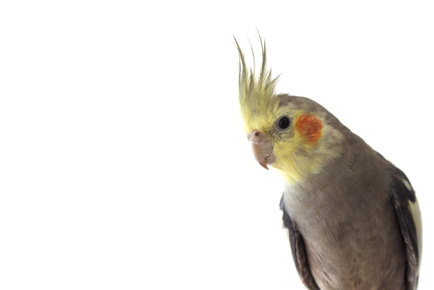 Pappagallo Cockatiel su sfondo bianco isolato da vicino