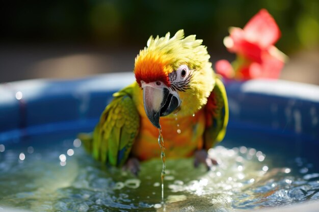 Pappagallo con successo in un bagno per uccelli