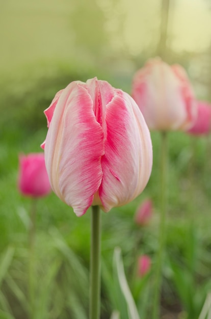 Pappagallo del tulipano rosa Primo piano del tulipano del pappagallo