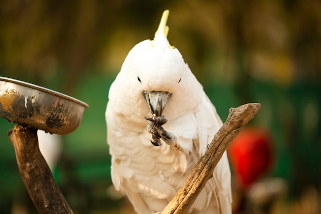 Pappagallo di cacatua crestato giallo che tiene e che mangia una nocciola