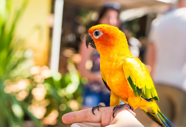 Pappagallo giallo, Sun Conure