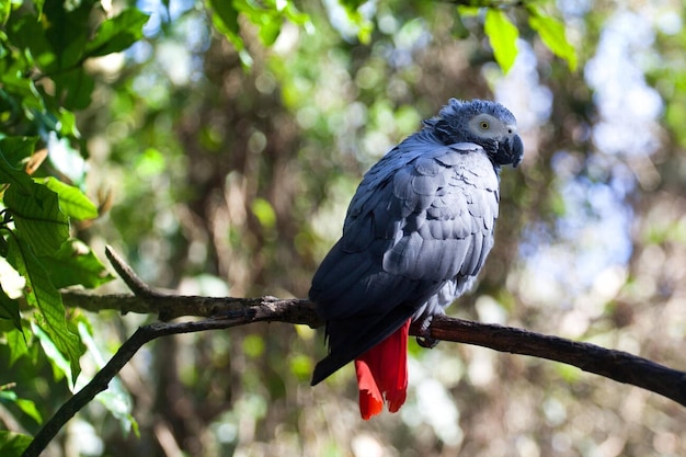 Pappagallo grigio africano o Psittacus erithacus sull'albero verde da vicino pappagallo grigi con coda rossa sul reggiseno