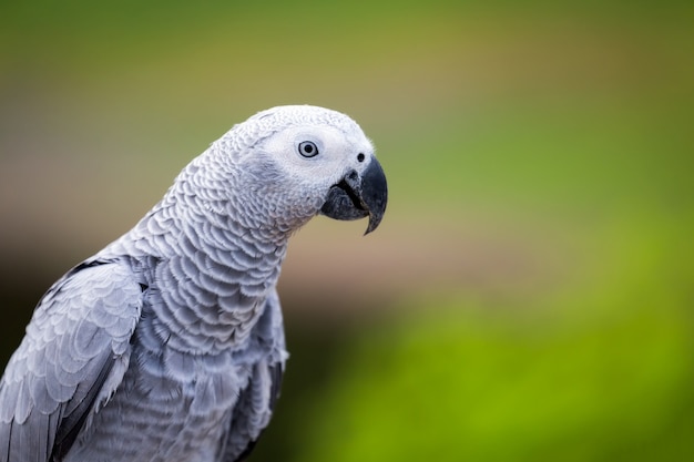 Pappagallo grigio africano