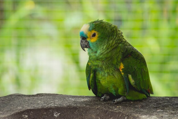 Pappagallo in attesa del cibo. Zoo, riserva tropicale