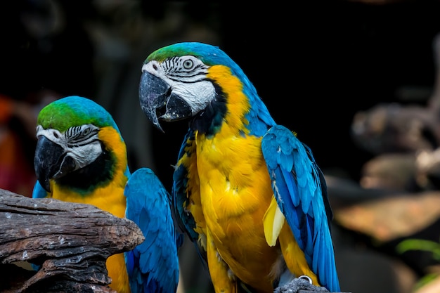 Pappagallo macaw grande e colorato