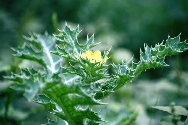 Pappagallo messicano Argemone mexicana Pappagallo spinoso messicano o argemone mexicana pianta foglia verde bianca