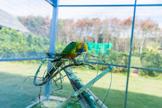 Pappagallo nel giardino zoologico