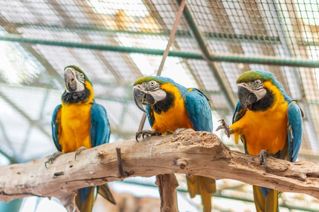 Pappagallo nel giardino zoologico