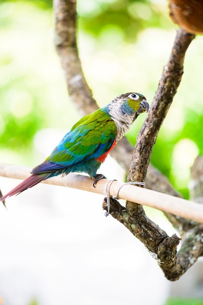 Pappagallo, pappagallo colorato, macaw pappagallo, macaw colorato