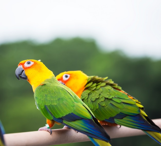 Pappagallo Sun Conure