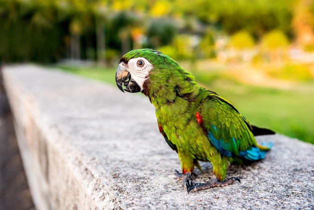 Pappagallo, uccello adorabile, animale della libertà e animale domestico