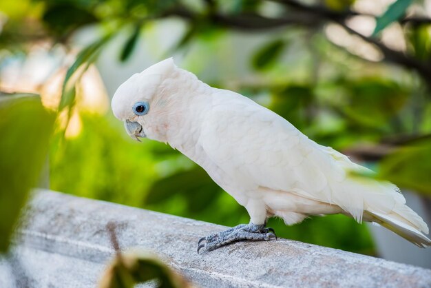 Pappagallo, uccello adorabile, animale e animale domestico