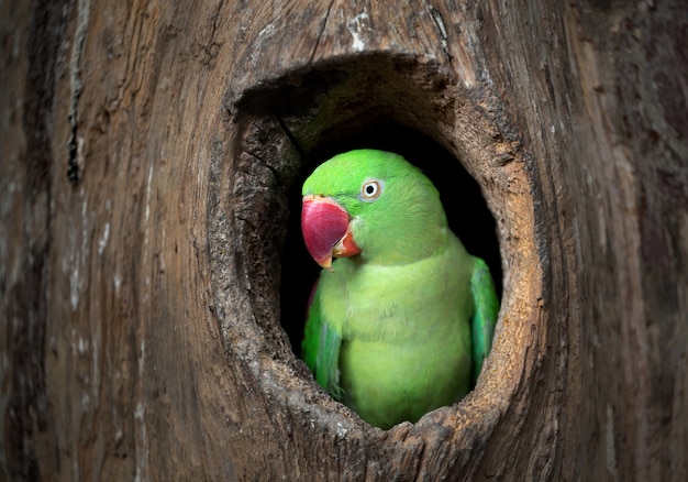 Pappagallo verde che riposa in una cavità di legno