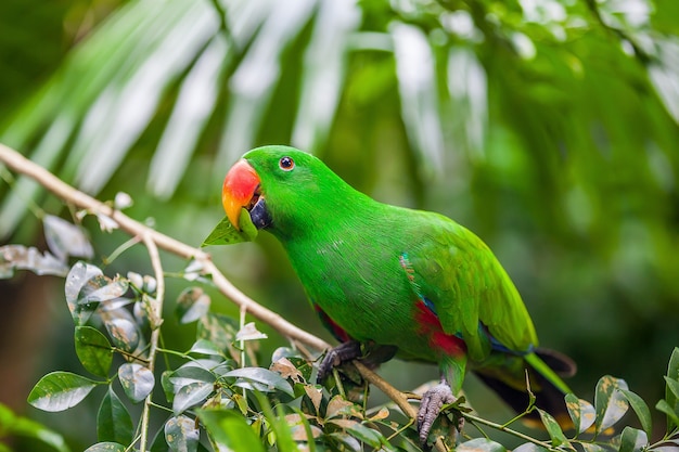 Pappagallo verde di eclectus che si siede sul ramo