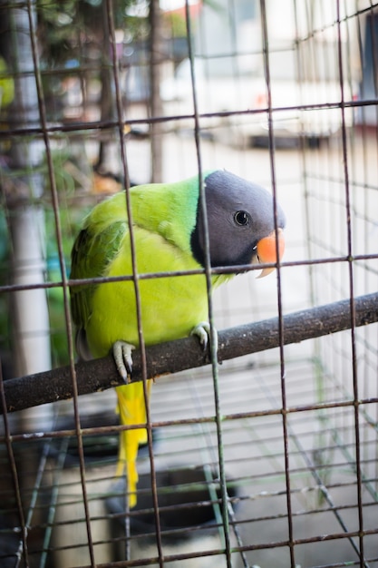 Pappagallo verde nella gabbia