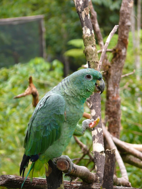 pappagallo verde su un ramo di un albero