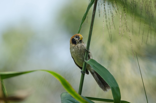 Papprotabondo a tinte piatte sul ramo in natura