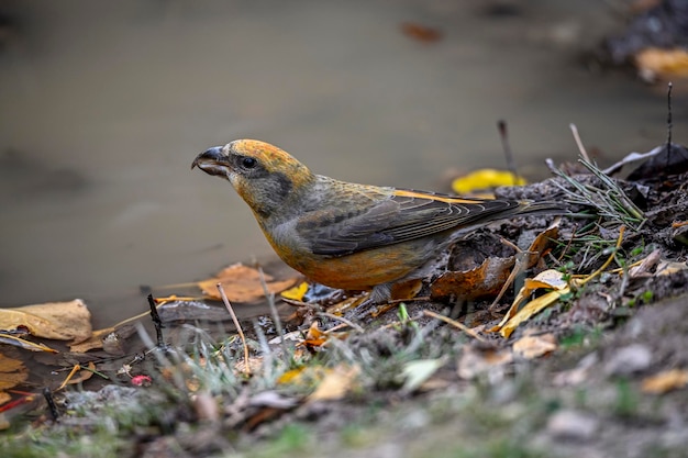 Par de Crossbills o Loxia curvirostra bebiendo agua en un estanque