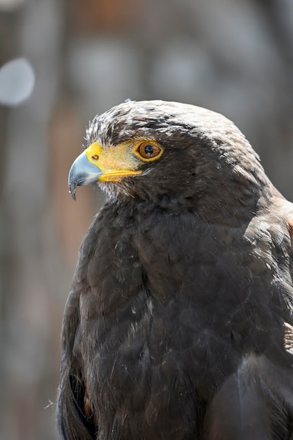 Parabuteo unicinctus o aquila di Harris è una specie di uccello accipitriforme della famiglia Accipitridae