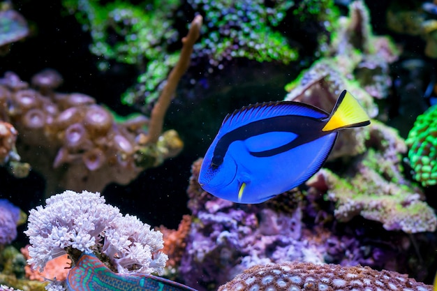 Paracanthurus hepatus, Blue tang in Home Coral reef acquarium. Messa a fuoco selettiva