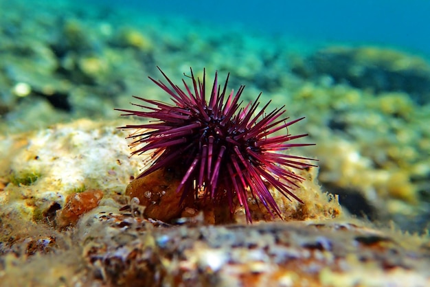 Paracentrotus lividus - riccio di mare mediterraneo colorato in scena subacquea