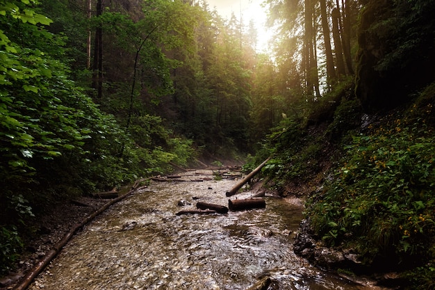 Paradiso slovacco Slovacchia del canyon di Sucha Bela del fiume della montagna