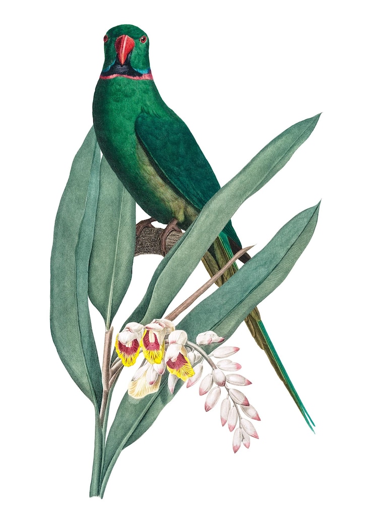 Foto parakeet botanico png adesivo vintage sfondo trasparente remixato da rawpixel