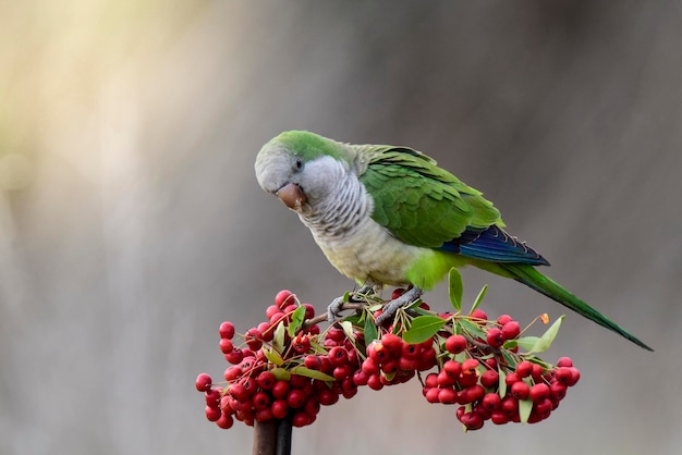 Parakeetfeeding sui frutti selvatici La Pampa Patagonia Argentina