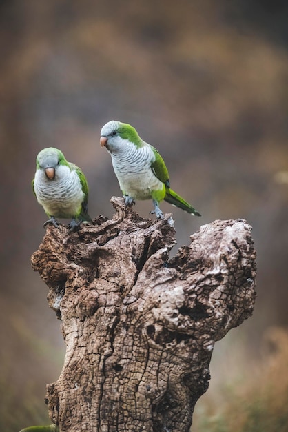 Parakeetfeeding sui frutti selvatici La Pampa Patagonia Argentina