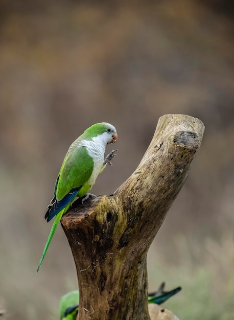 Parakeetfeeding sui frutti selvatici La Pampa Patagonia Argentina