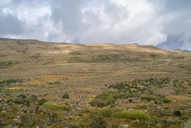 Paramo de Chingaza in Colombia frailejones espeletia grandiflora fiori endemici del paramo del sud america il lago di Siecha