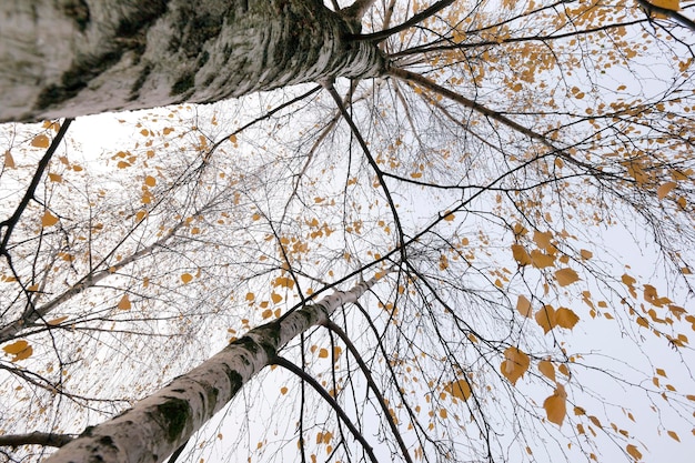 Parcheggia in autunno