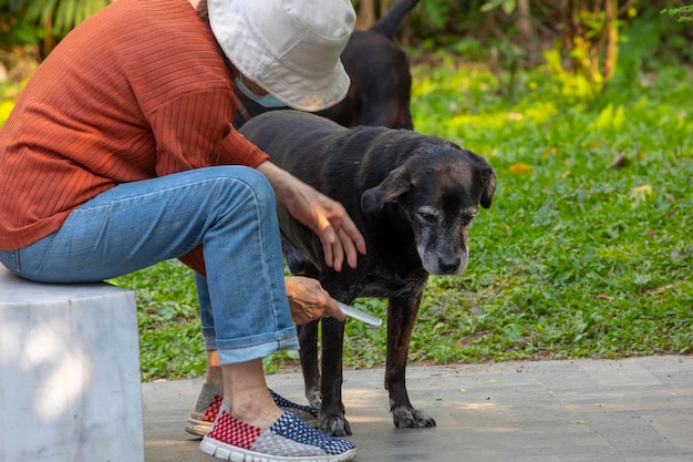 Parcheggiare il vecchio cane che si pettina i capelli