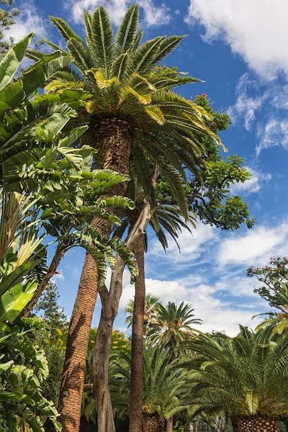 Parco a Santa Cruz Tenerife