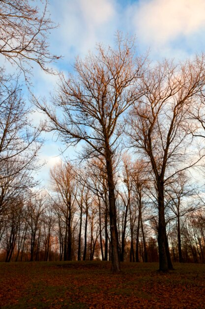 Parco al tramonto