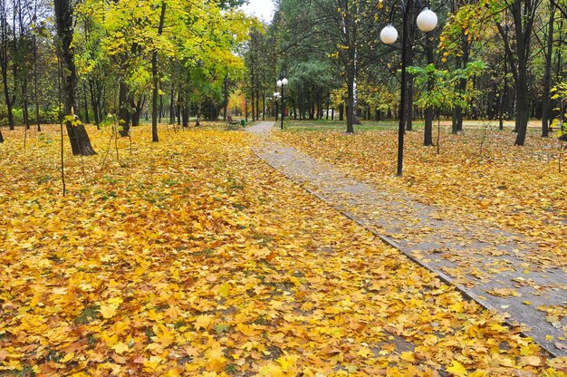 Parco autunnale al momento della defogliazione