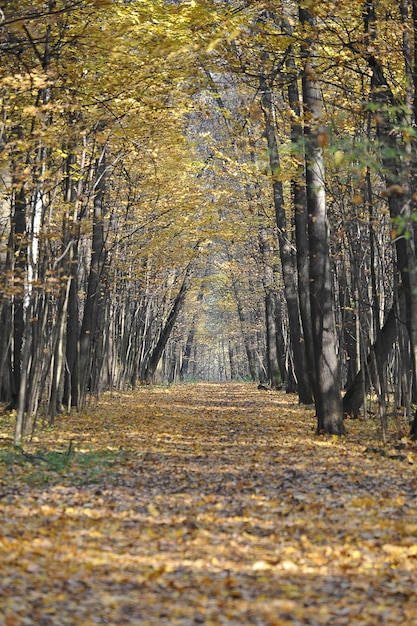 Parco autunnale calmo con foglie cadute - paesaggio autunnale