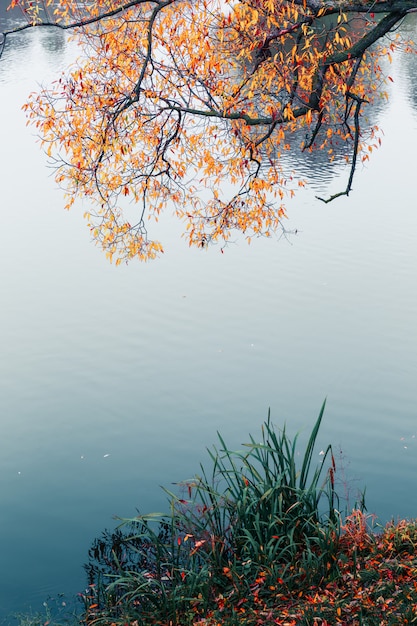 Parco autunnale colorato. Alberi di autunno con le foglie gialle nel parco di autunno. Belgorod. Russia.