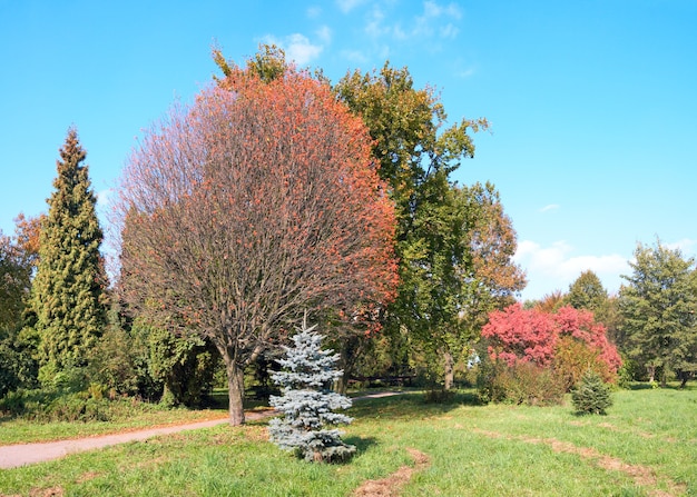 Parco autunnale colorato. Quattro scatti immagine composita.