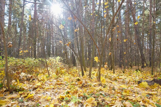 Parco autunnale con foglie d'acero gialle a terra.