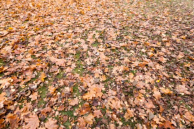 Parco autunnale coperto