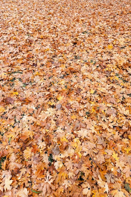 Parco autunnale coperto