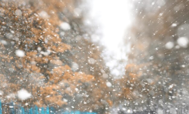 Parco autunnale di sfondo nei giorni della prima neve