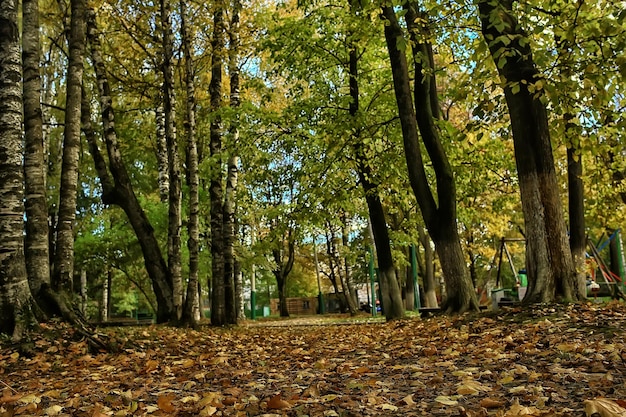 parco autunnale sfocato / carta da parati gialla, foresta autunnale, concetto di paesaggio stagionale, rami di alberi, foglie