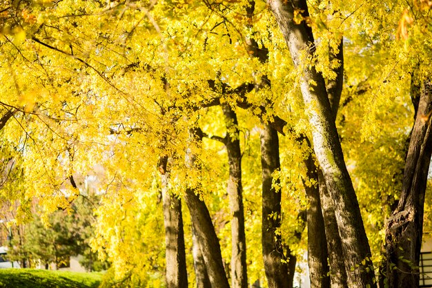 Parco autunnale