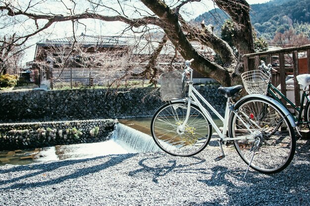 Parco bianco della bicicletta sotto l&#39;albero di sakura vicino al fiume al arashiyama, Kyoto Giappone.