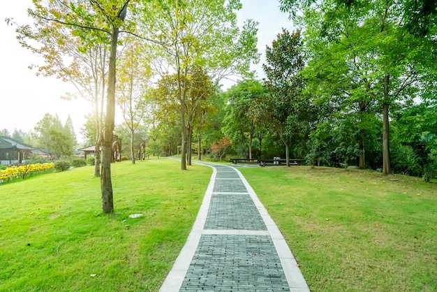 Parco boschi verde erba sole